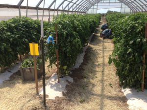 Tomato plants in a high tunnel