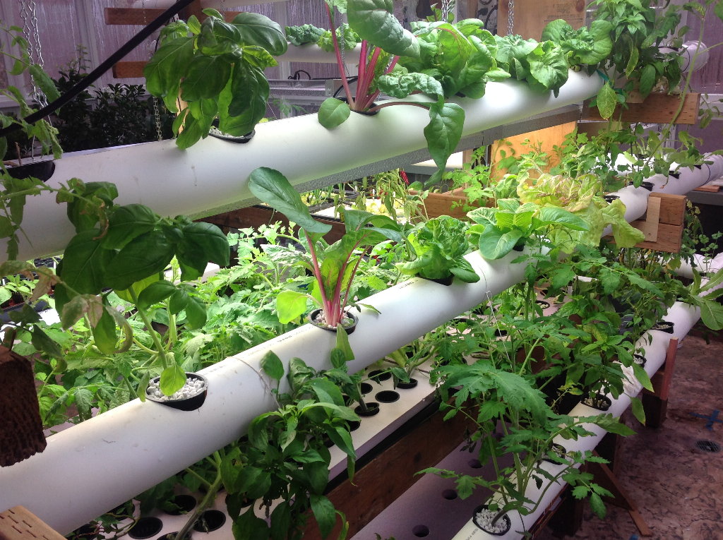leafy greens close up in hydroponic system