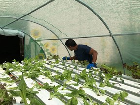 Man in high tunnel greenhouse attending to plants in hydroponics system