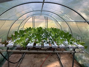 High tunnel greenhouse housing plants in hydroponics system