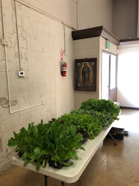Leafy greens on table at Sacred Heart school 