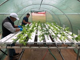 Two men in high tunnel greenhouse attending to plants in hydroponics system