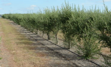 Photo of Olive Trees