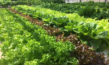 Photo of Hydroponics