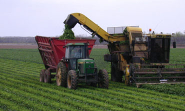 Photo of spinach nitrogen metabolism