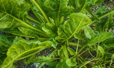 Photo of Spinach stock
